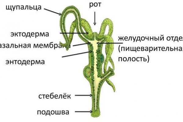 Почему не работает сайт мега в тор